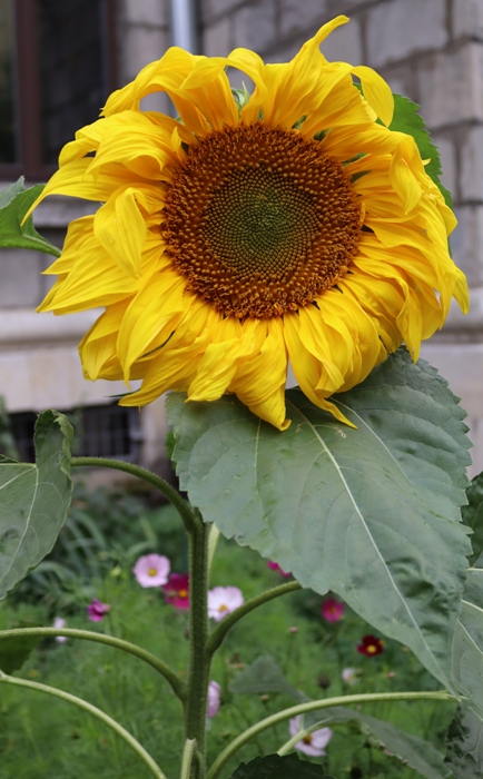 IMG_2283 (434x700, 346Kb)