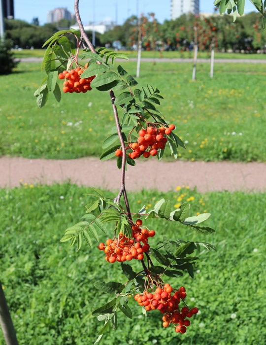 IMG_2403 (540x700, 464Kb)