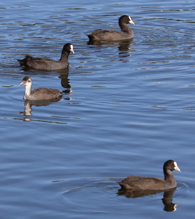 IMG_2468 (622x700, 410Kb)