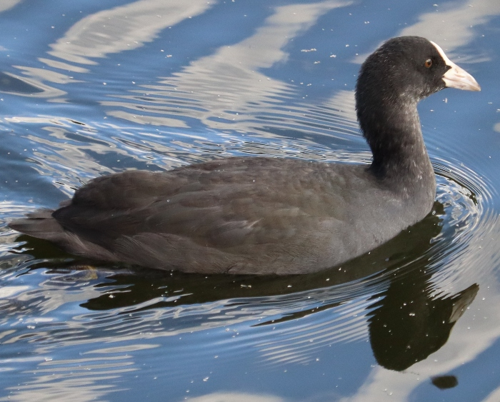 IMG_2490 (700x563, 399Kb)