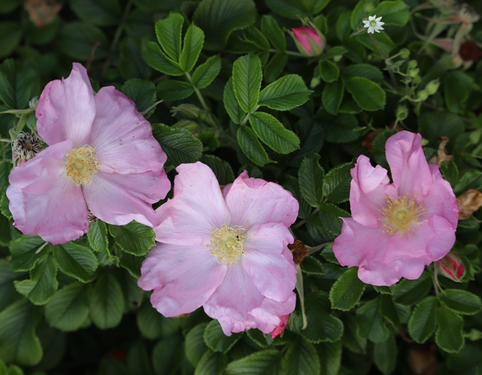 IMG_2507 (700x544, 364Kb)