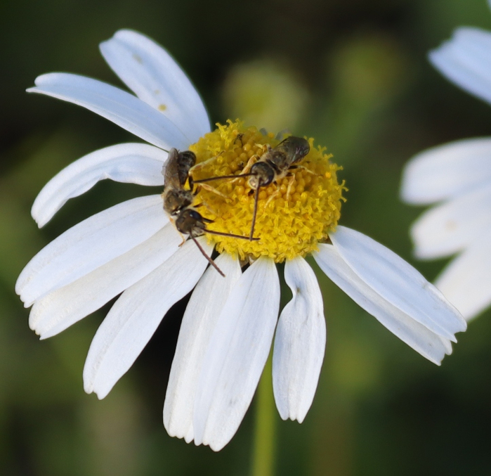 IMG_2532 (700x677, 369Kb)