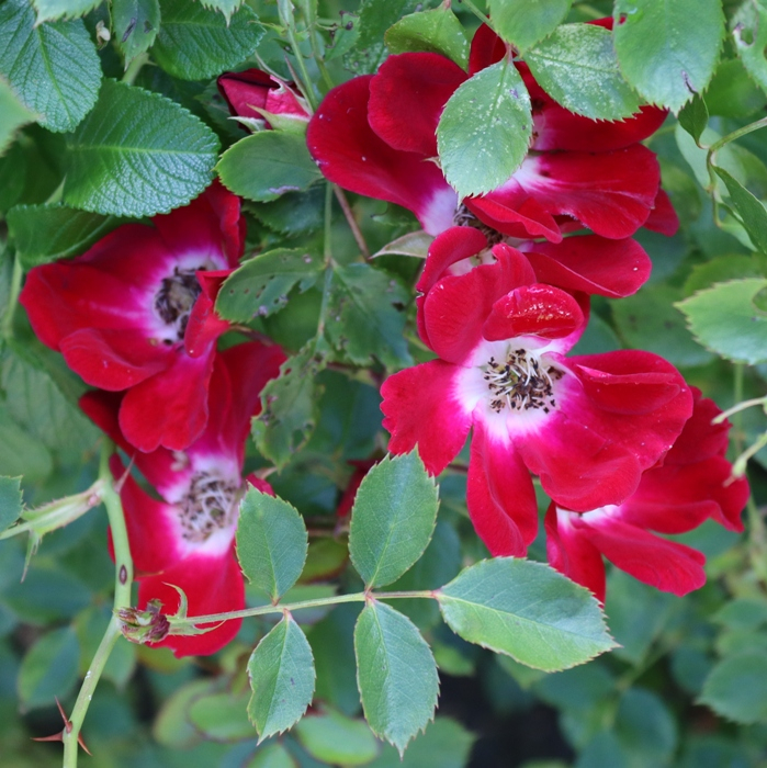 IMG_2542 (699x700, 525Kb)