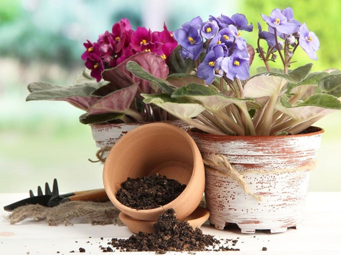 Омолаживаем фиалки: 2 способа реанимировать старые растения и стимулировать их обильное цветение
