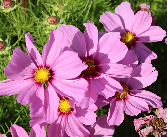 IMG_3502 (700x575, 455Kb)
