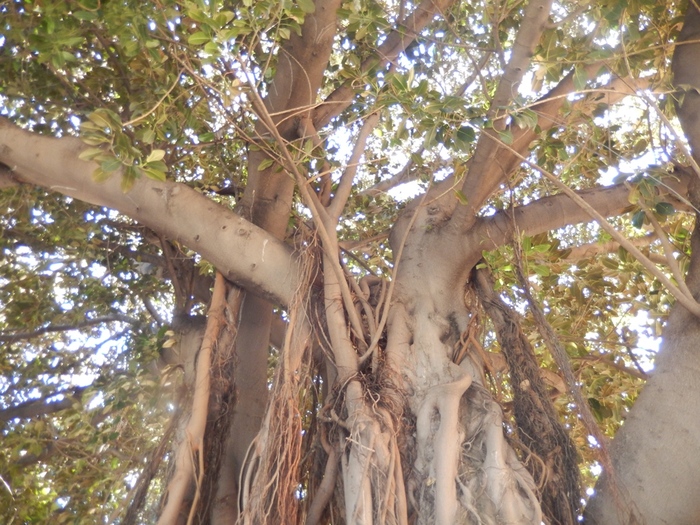 5322303_DSCN7120 (700x525, 240Kb)