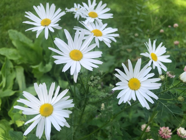 IMG_9340 (640x480, 93Kb)