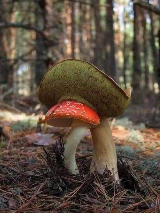 74435446_1138755319652056_1803157554398756864_n (525x700, 40Kb)