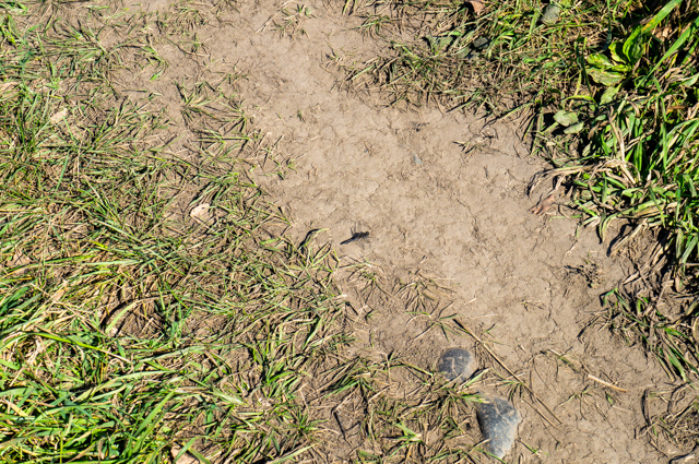 DSC03605 (640x425, 693Kb)