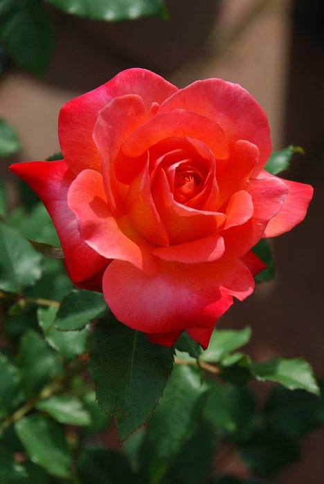 Роза (400x600, 35Kb)