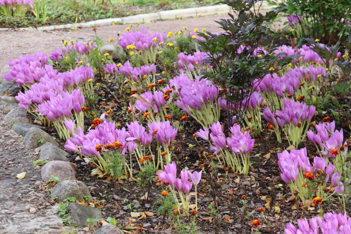 IMG_7209 (700x467, 550Kb)