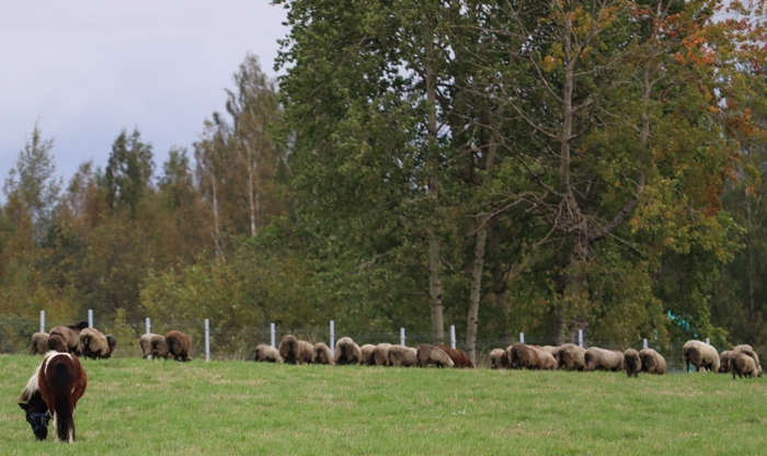 IMG_7377 (700x416, 345Kb)