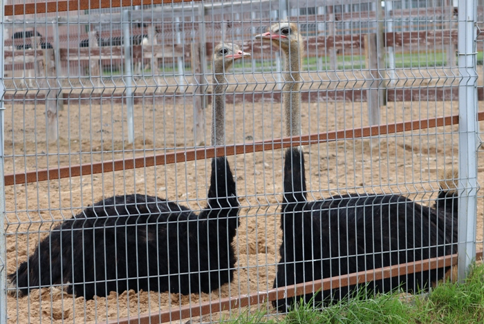 IMG_7435 (700x469, 455Kb)