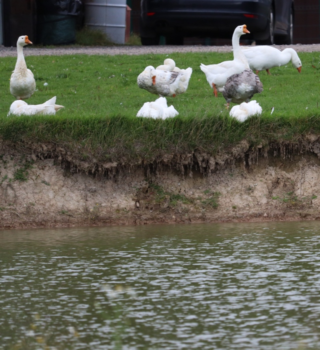 IMG_7450 (640x700, 508Kb)