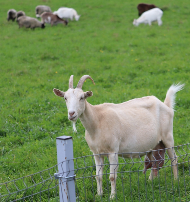 IMG_7479 (658x700, 453Kb)