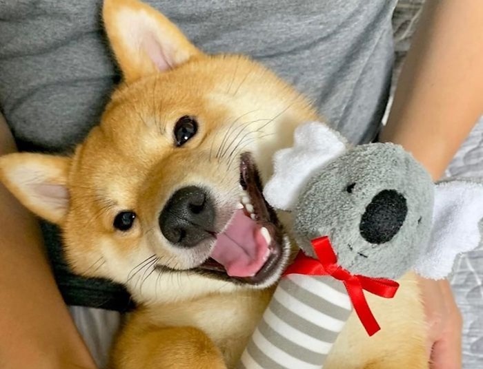 Уни   очаровательная собака улыбака из Японии!