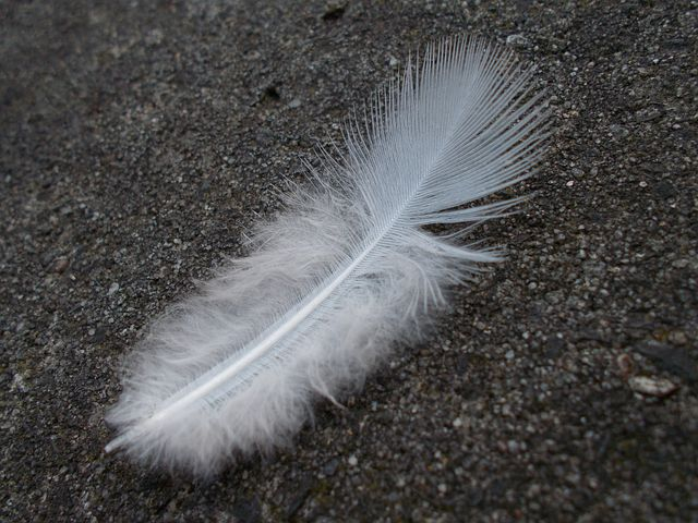 feather-622876__480 (640x480, 199Kb)