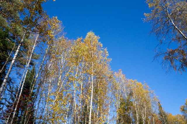 DSC03729 (640x425, 644Kb)