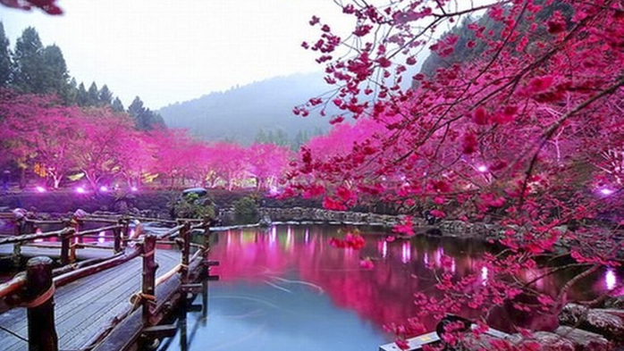 Pink-color-lake-trees-bridge-HD-wallpaper-000213-915x515 (700x393, 324Kb)