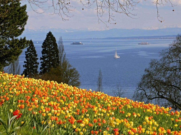 Insel_Mainau_Tulpenbluete_1 (700x525, 503Kb)