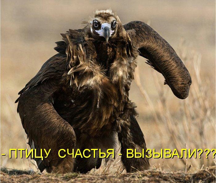 3416556_120998449_391799098859836_2366056638123920163_n (700x595, 76Kb)
