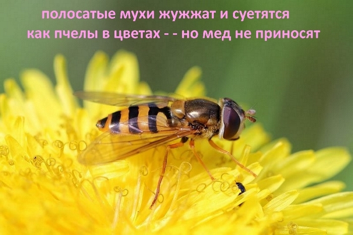 жучалка-пчеловидка-na-tsvetke-2 (700x466, 227Kb)
