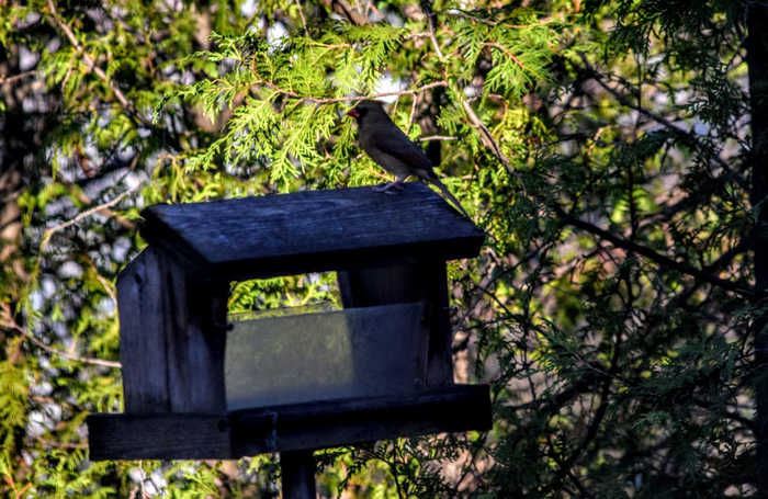 ptic2 (700x455, 452Kb)