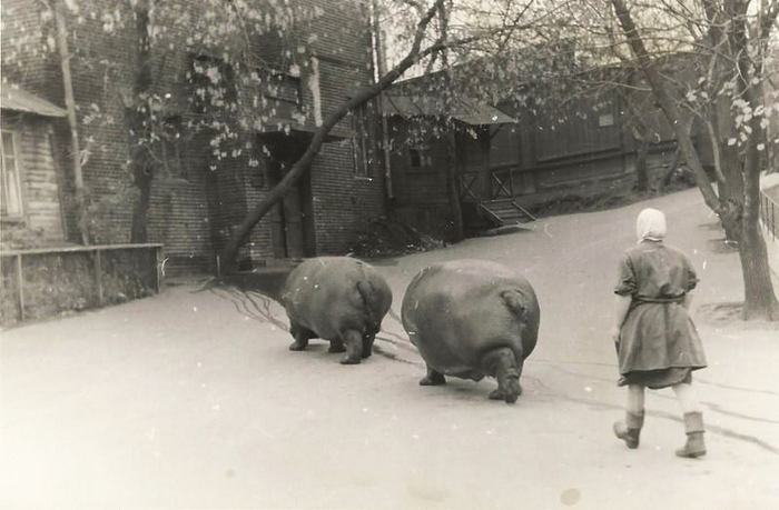 zoogulag (700x459, 45Kb)