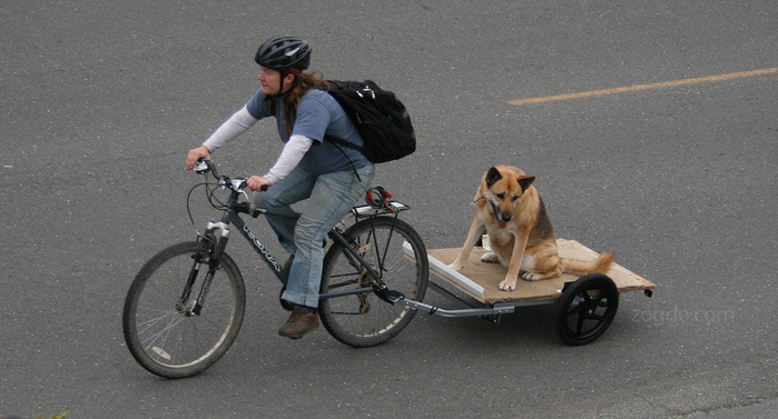 bicycle-dog-zogdo (700x377, 306Kb)