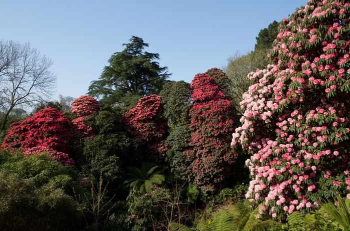 heligan_played_(82)0_1250_827_s_c1 (700x463, 306Kb)
