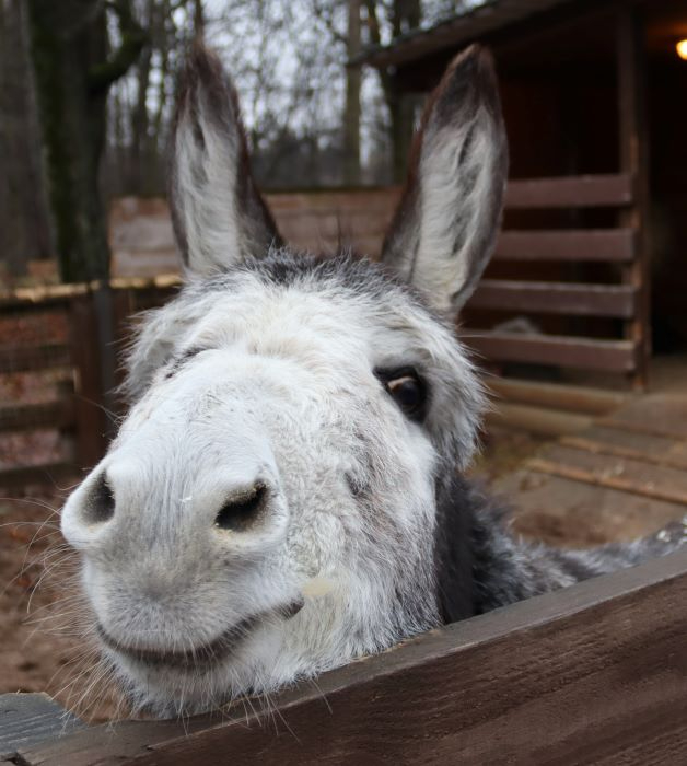 IMG_2757 (2) (628x700, 211Kb)