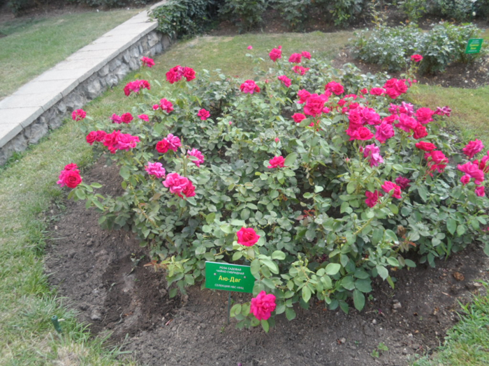 SAM_3820 (700x525, 500Kb)