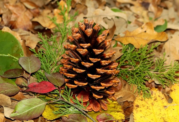 pine-cone-and-autumn-leaves (700x478, 155Kb)