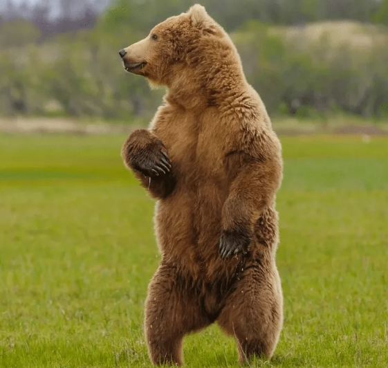 Фотографии с медведем