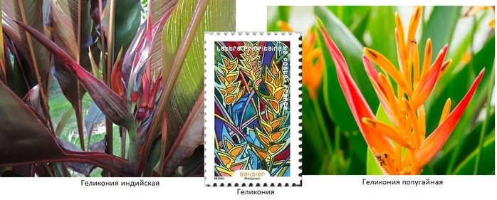 Heliconia  (700x281, 89Kb)