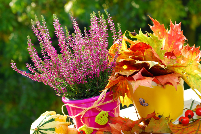 Piante-e-fiori-autunnali-per-il-balcone- (700x468, 566Kb)