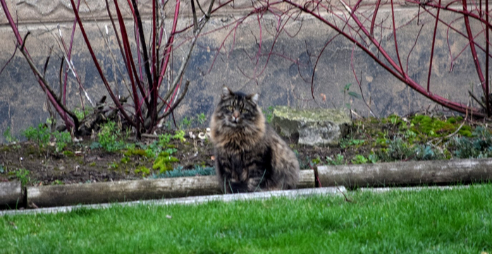 ko1 (700x360, 321Kb)