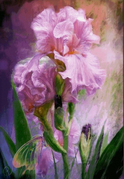 5944930_irises. (487x700, 360Kb)