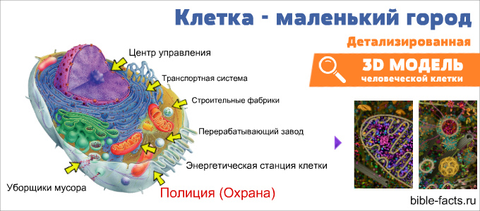 самая подробная фотография внутренней клеточной жизни