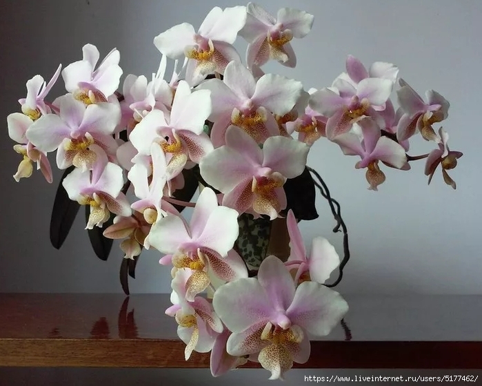 5177462_Image_45 (700x559, 239Kb)