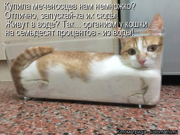 kotomatritsa_K (600x450, 194Kb)