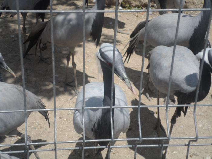 SAM_3741 (700x525, 379Kb)