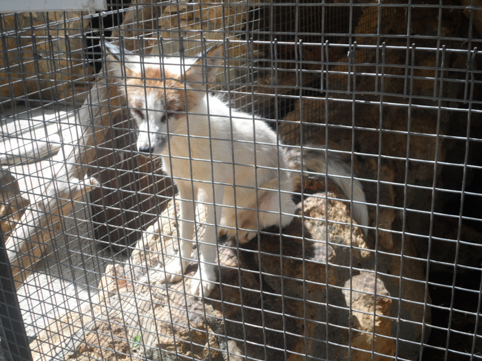 SAM_3753 (700x525, 471Kb)