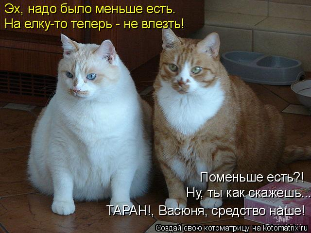 kotomatritsa_2 (640x480, 231Kb)