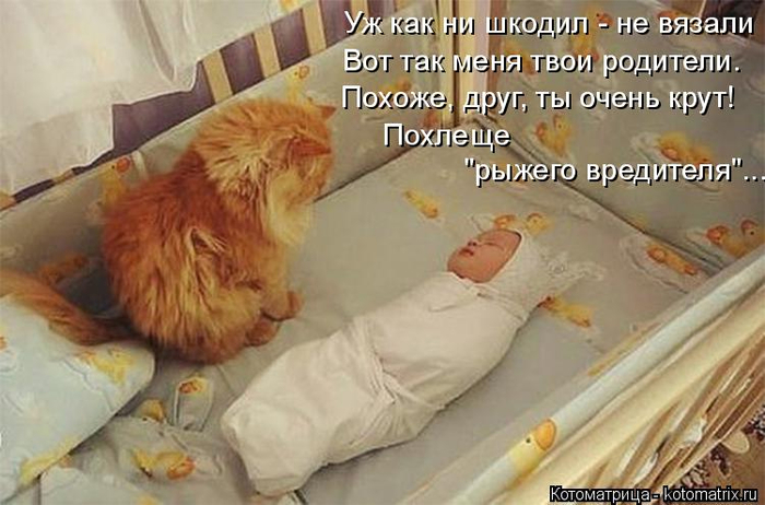 kotomatritsa_a (1) (700x462, 308Kb)