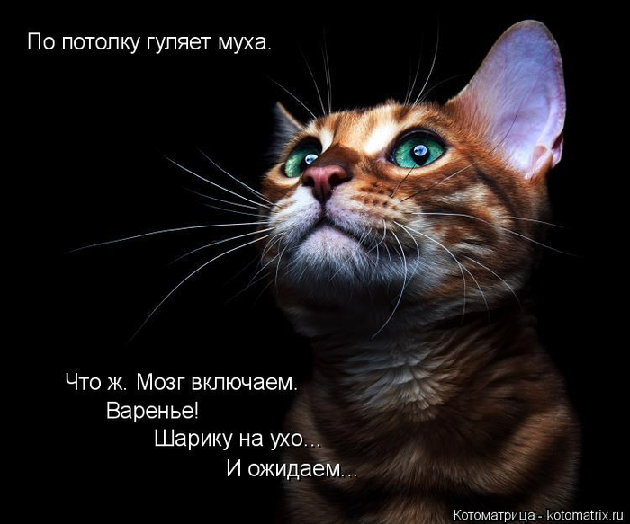 kotomatritsa_C (700x583, 217Kb)