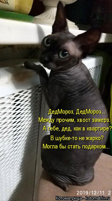 kotomatritsa_H (391x700, 253Kb)