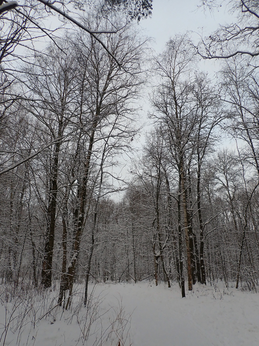 P1030031 (524x699, 435Kb)