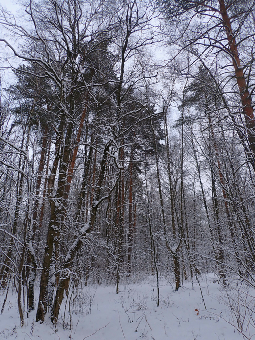 P1030033 (524x699, 501Kb)