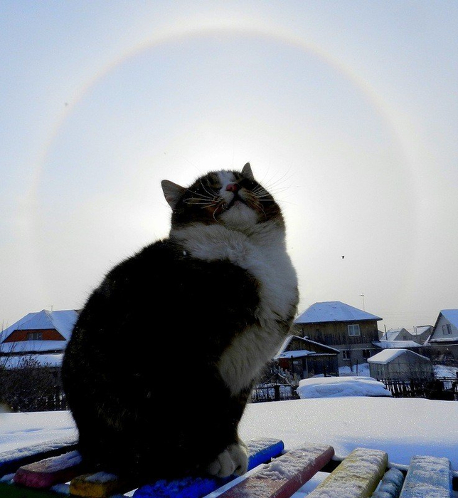 76216 (644x700, 354Kb)